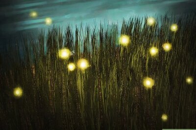 How to Catch a Firefly