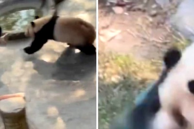 In Shocking Video, Giant Panda Chases And Attacks Zookeeper