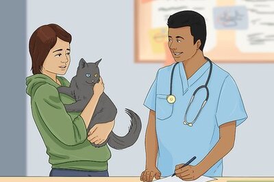 How to Prevent Cats from Urinating on Carpet