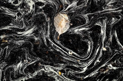 Nothing to Sneeze At: Global Warming Triggers Earlier Pollen