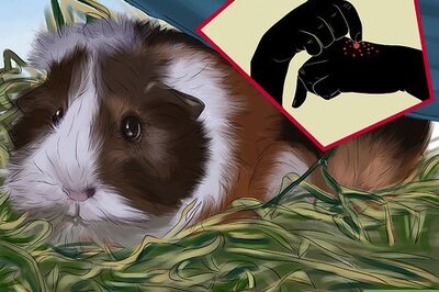 How to Adopt a Guinea Pig