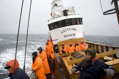 Iceland Uses Its Whales to Lure Tourists Up In the North