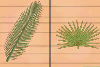 How to Determine the Difference Between Palm Tree Species