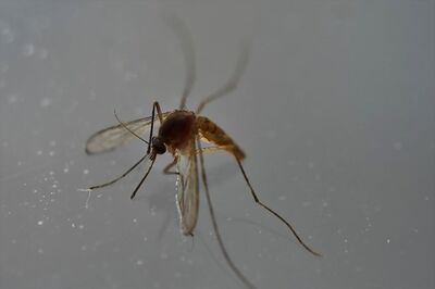 Zika Infection Affects Cognitive Development in Puerto-Rican Infants