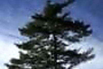 Civil Services Mains exam syllabus: Botany