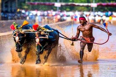 Faster Than Usain Bolt? Karnataka Man Running With Buffaloes Covers 100 Metres in Just 9.55 Seconds