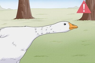 How to Stop a Goose Attack