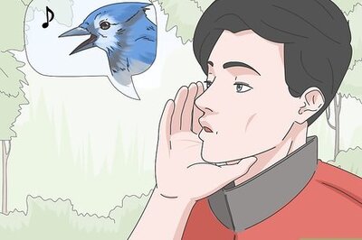 How to Identify Bird Calls