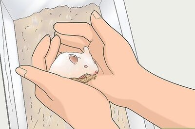 How to Tell if a Mouse Is Male or Female