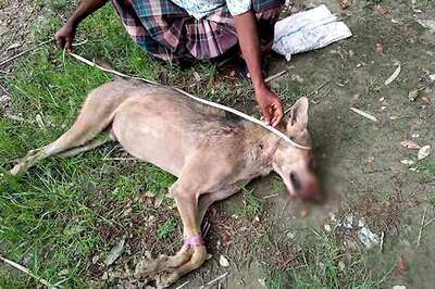 After 80 Years, Indian Grey Wolf Spotted in Bangladesh Again, But Farmers Beat it to Death