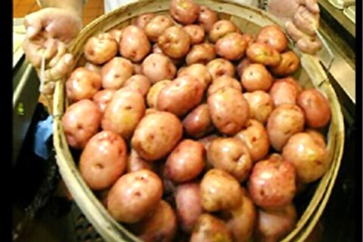 Potato futures rise 2.97 pc on tight supplies, rising demand