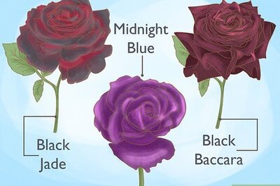 How to Grow Black Roses