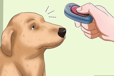 How to Introduce a Dog and a Rabbit