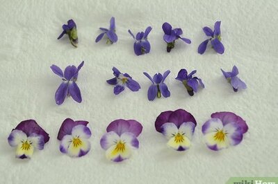 How to Make Blossom Ice Cubes