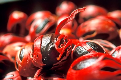 Know Your Spices: Health Benefits and Uses of Mace