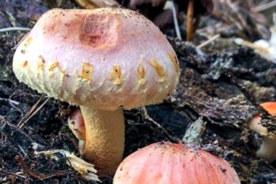 5 Health Benefits of Adding Mushrooms to Your Diet