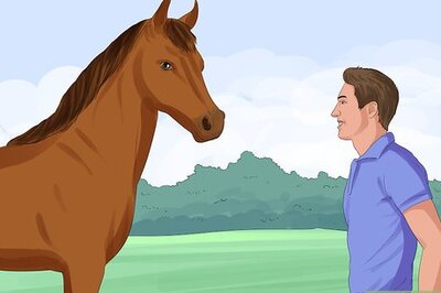 How to Put a Lead Rope on a Horse