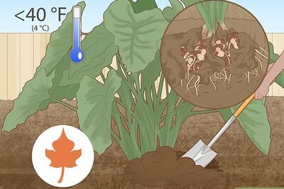 How to Propagate Elephant Ear Plants