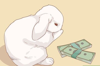 How to Raise a Lop Eared Rabbit As a Pet