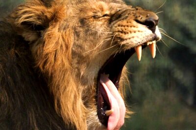 Peak Into Lions' Lives at Gir: RS MP Creates Series 'The Pride Kingdom' to Up Awareness on Majestic Beast