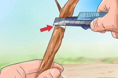 How to Make a Japanese Maple Bonsai Tree