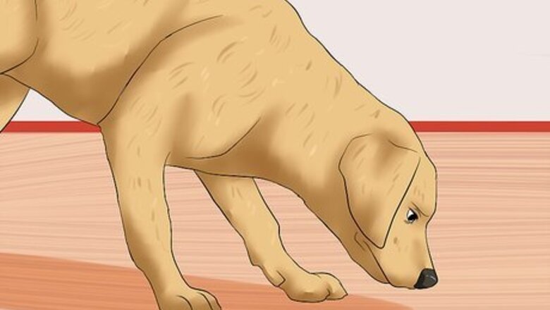 How to Recognize a Stroke in Dogs