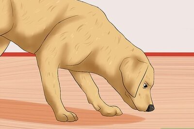 How to Recognize a Stroke in Dogs
