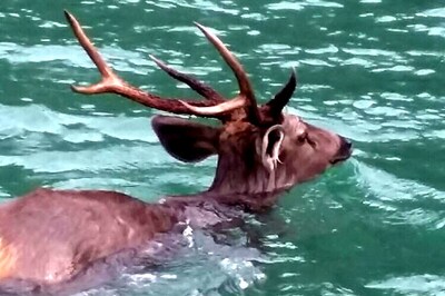 Hangul, The Rare Kashmir Deer, May Soon Go Extinct