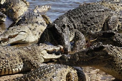 Vietnam forest wardens rescue 3,500 crocodiles
