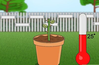 How to Propagate Roses