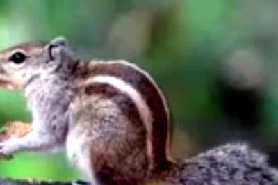 This Mangaluru Man Has Been Nurturing Homeless Squirrels For 6 Years