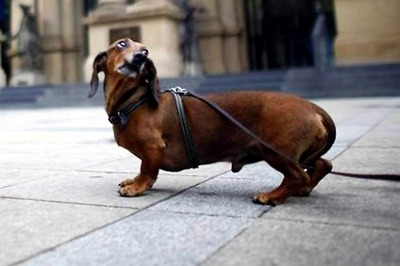 'The World Needs a Sausage Dog Museum', so German Owners Provide One