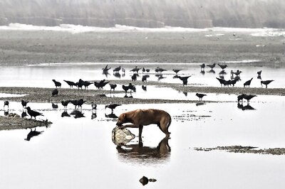 Ganga can't be cleaned in 50 years: Murali Manohar Joshi