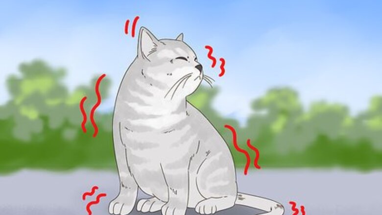 How to Diagnose and Treat Frostbite in Cats