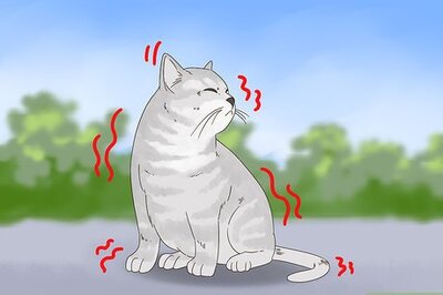 How to Diagnose and Treat Frostbite in Cats