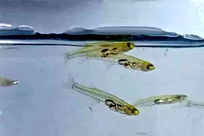 This 12-mm Long Fish Produces Sound As Loud As A Jet Engine