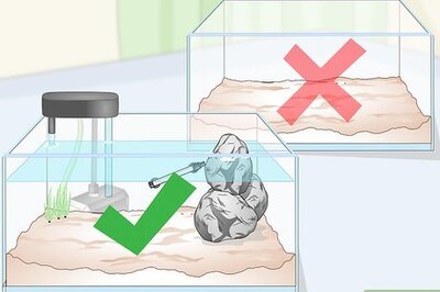 How to Acclimate Starfish