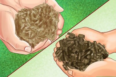 How to Feed Sugar Beet to a Horse