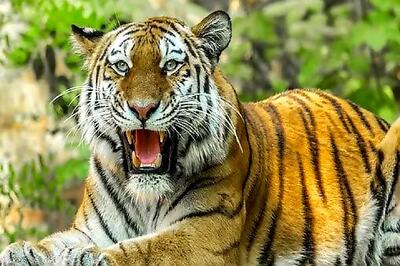 Why Uttarakhand Govt Has Decided to Keep Jim Corbett, Rajaji Tiger Reserve Open All Year Round