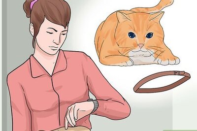 How to Put a Collar on a Cat