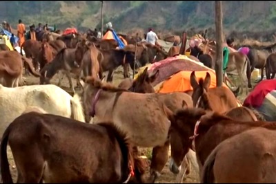 Covid-19 Hits Donkeys Too. But in Madhya Pradesh it's at a Trade Fair