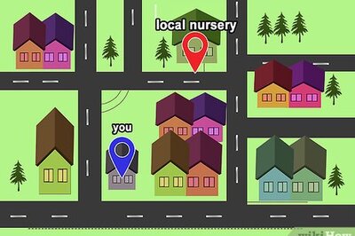 How to Buy Mint Plants