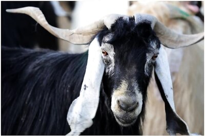 Goat's Death Causes Rs 2.68 Crore Loss to Mahanadi Coalfield in Odisha; Here's How