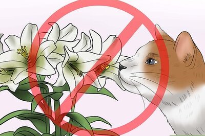 How to Protect Your Cat from Household Hazards