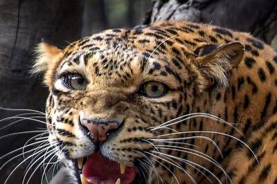 Bengaluru: High Alert In Electronic City After Leopard Spotted Crossing Flyover