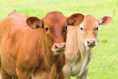 Cow Deaths: Congress Takes To Streets, Gaupalan Board Head Assigns Clean Chit to Cowshed Owner Concerned