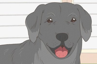How to Determine if Your Old Dog Can Handle a New Puppy