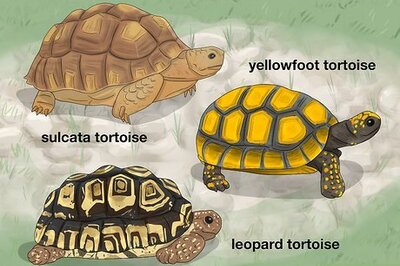 How to Care for a Tortoise