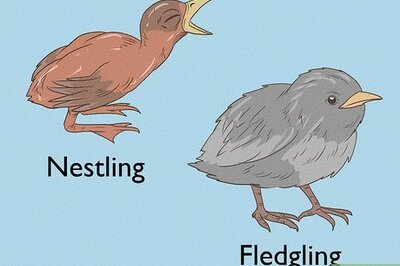 How to Help a Baby Bird That Has Fallen Out of a Nest