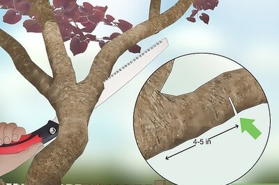 How to Prune a Redbud Tree